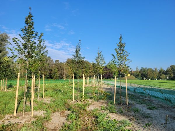 frisch gepflanzte junge Bäume auf einer grünen Wiese an einem sonnigen Tag