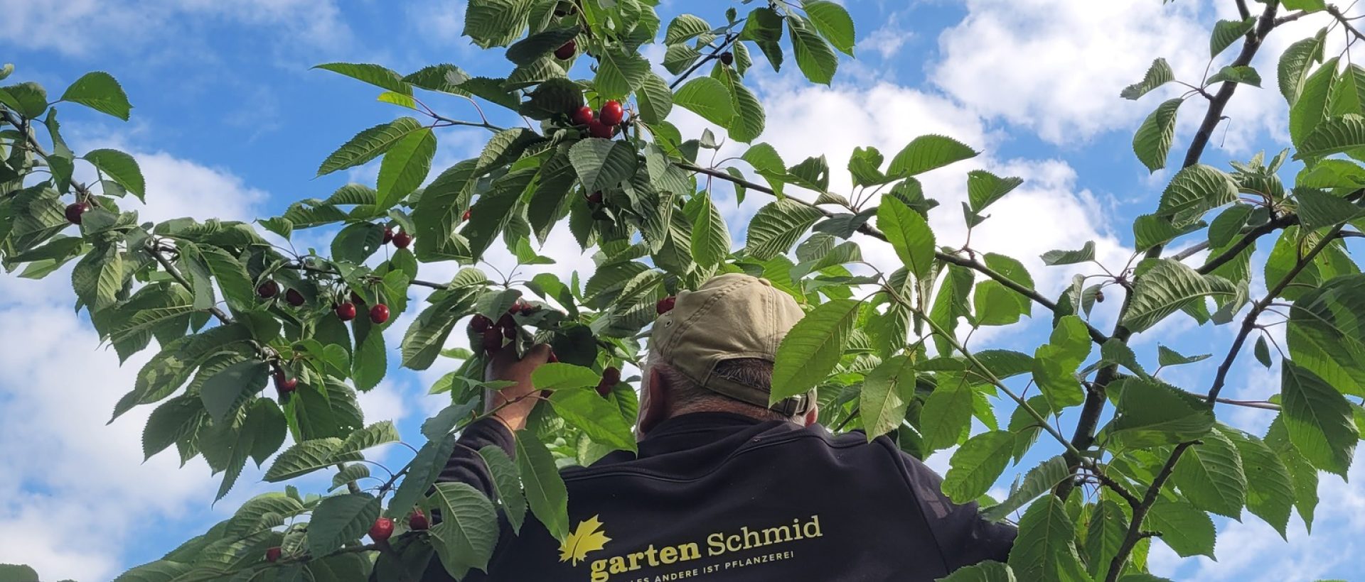 INNsGrün_Kirschen (8)