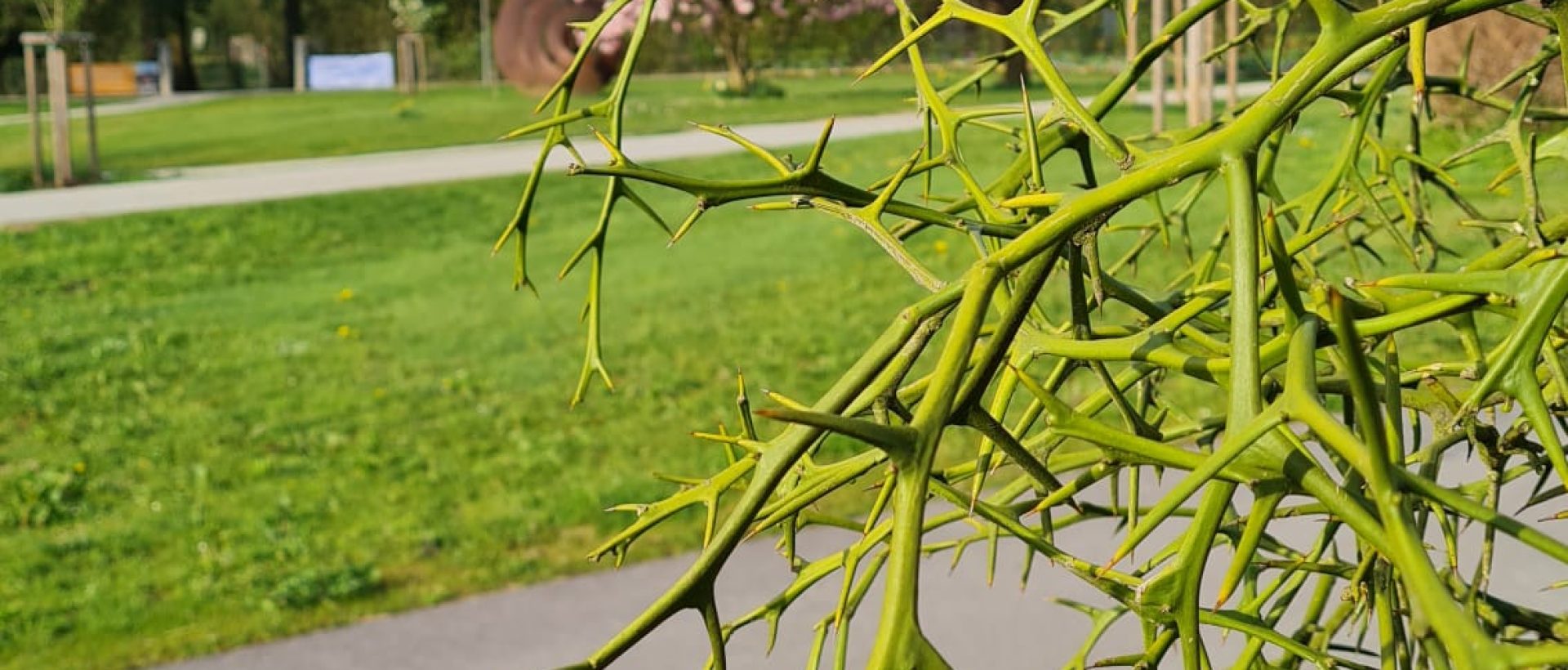 InnsGrün_Pomeranze (1)